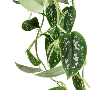 Epipremnum pictum Argyraeus - Satin Pothos Leaves
