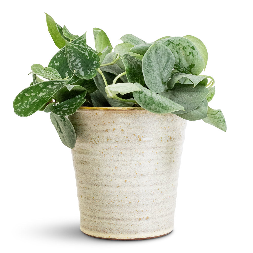 Epipremnum Pictum Silvery Ann Satin Pothos - 14x35cm In Vallo Pot Sand Cream - 18.5x17.5cm