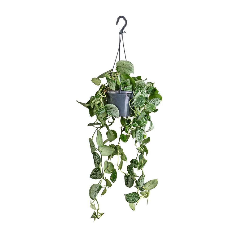 Epipremnum pictum Silvery Ann - Satin Pothos - 14 x 35cm