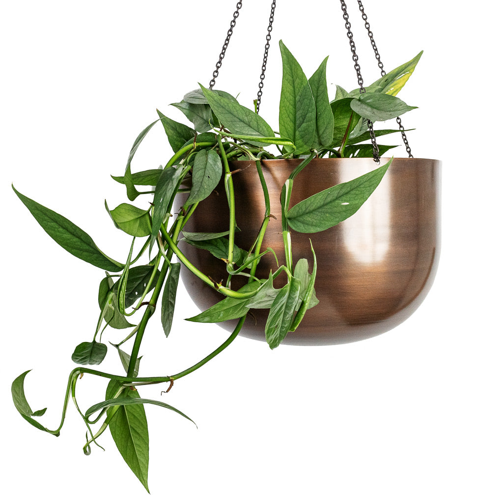 Epipremnum pinnatum - Cebu Blue Pothos & Mayfair Hanging Plant Pot - Mocha