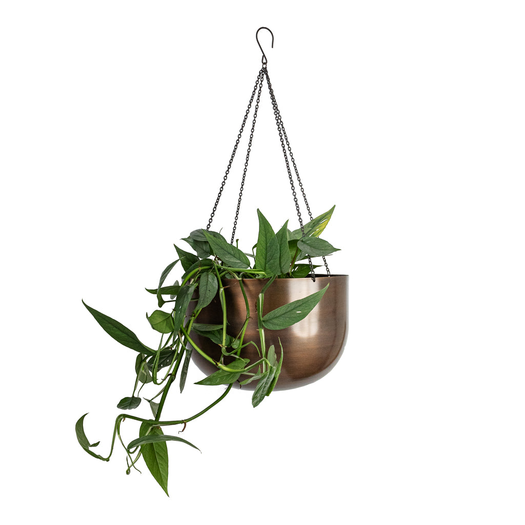Epipremnum pinnatum - Cebu Blue Pothos & Mayfair Hanging Plant Pot - Mocha