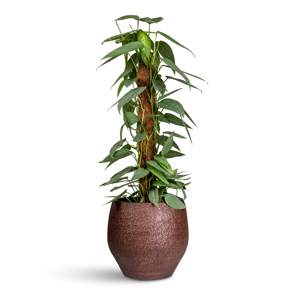 Epipremnum pinnatum Cebu Blue Pothos Moss Pole - 17x40cm In Noor Pot Velvet Brown - 23x20cm