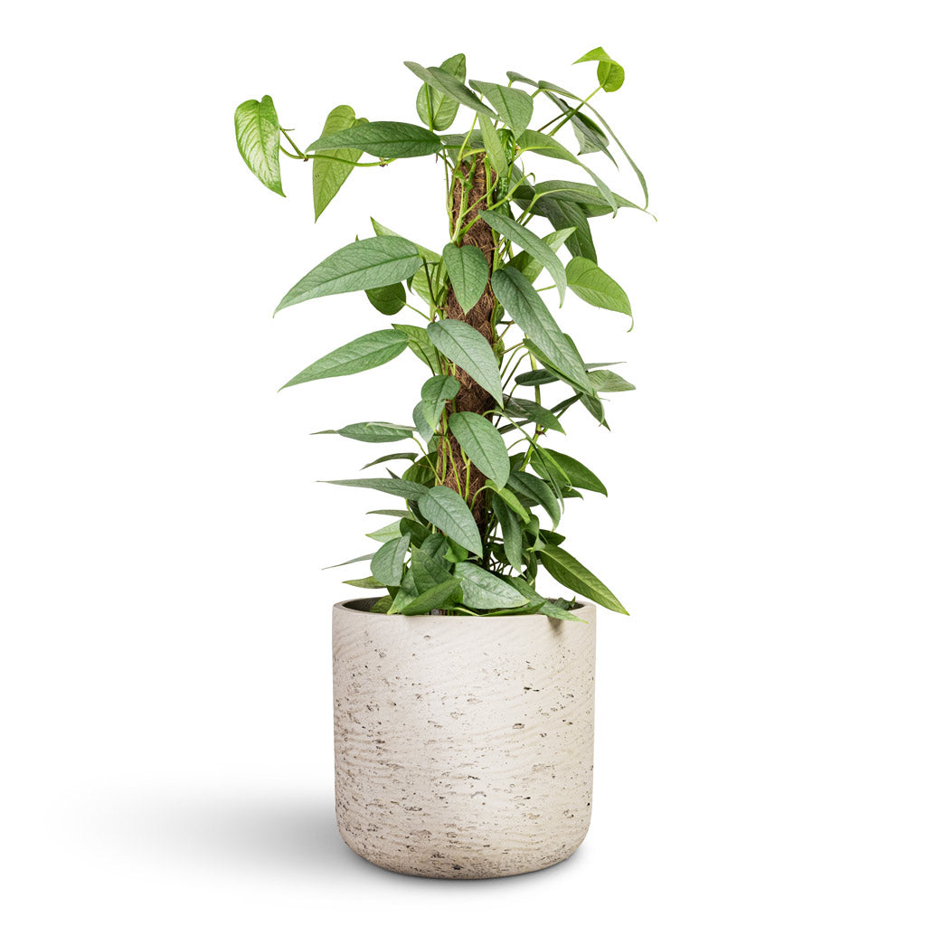 Epipremnum pinnatum Cebu Blue Pothos Moss Pole - 17x60cm In Charlie Plant Pot Grey Washed -25x24cm