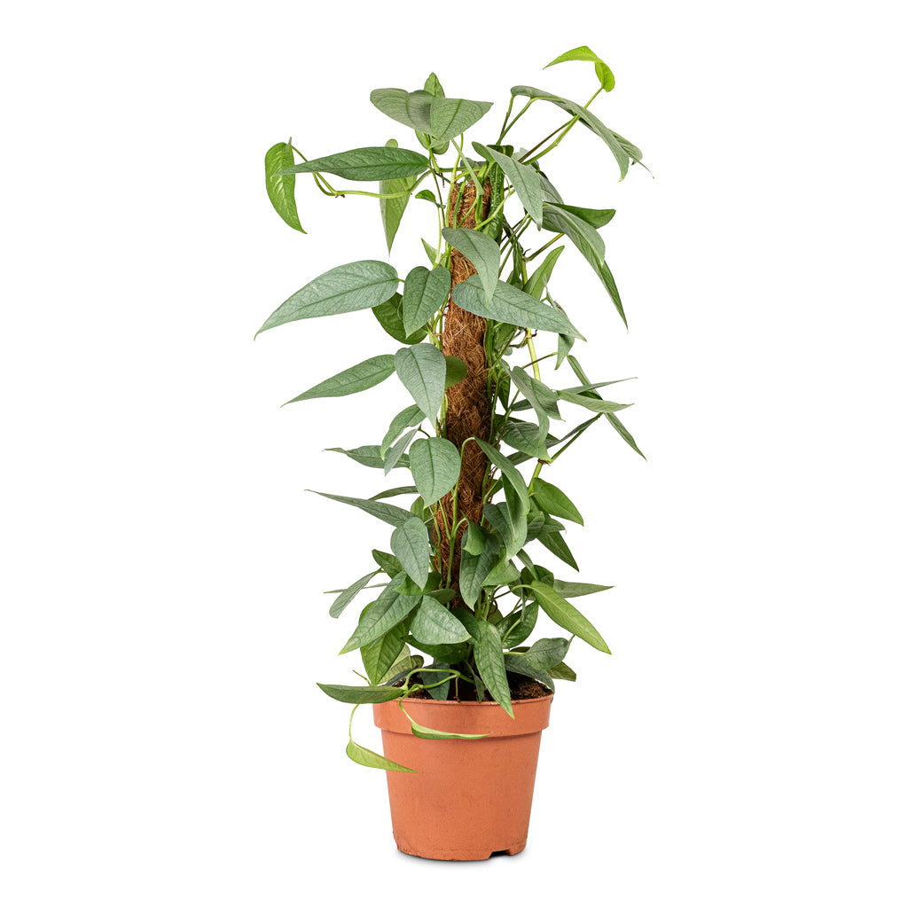 cebu blue pothos full plant Epipremnum pinnatum - Cebu Blue Pothos - Moss Pole