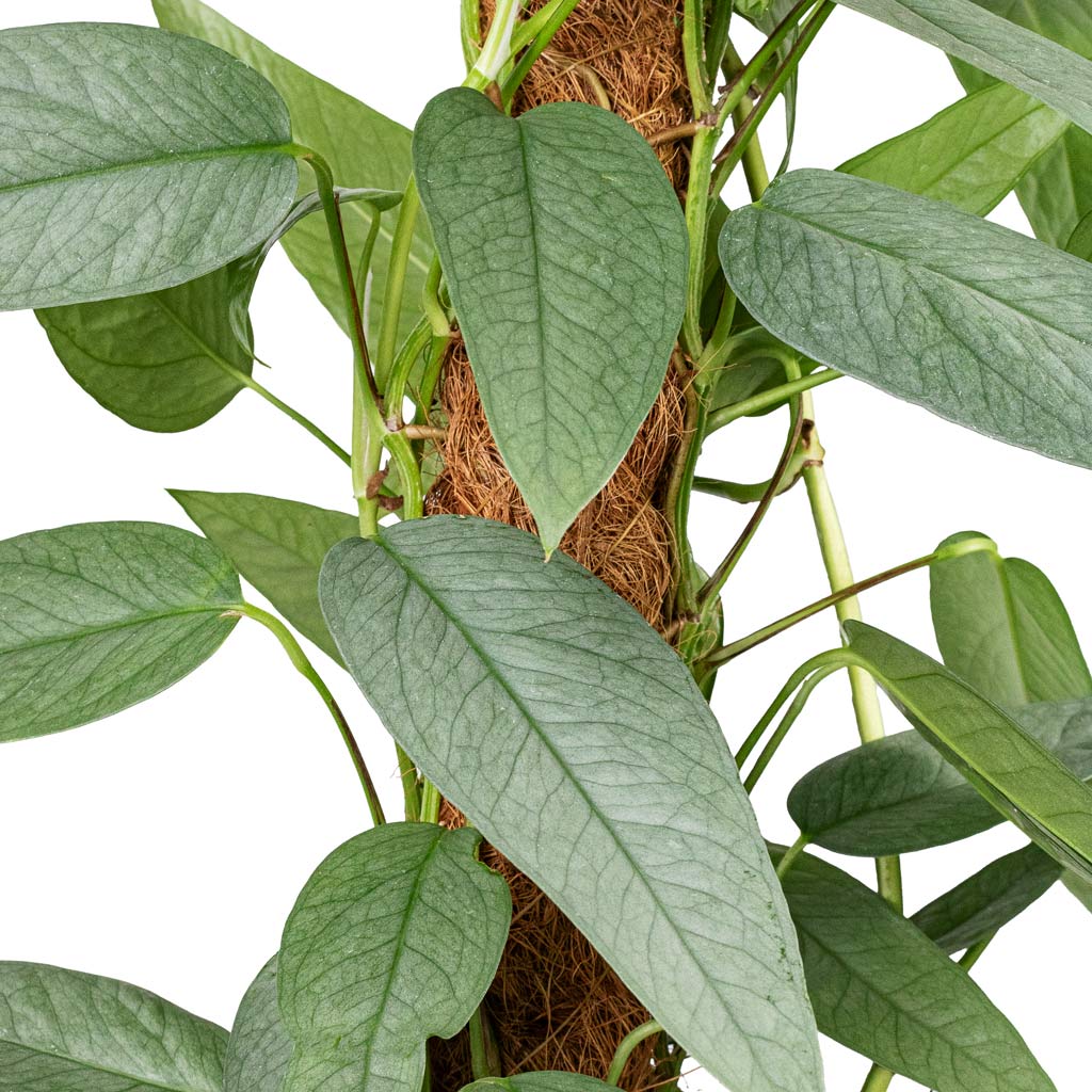 Epipremnum pinnatum Cebu Blue Pothos Moss Pole Close Up Detail 