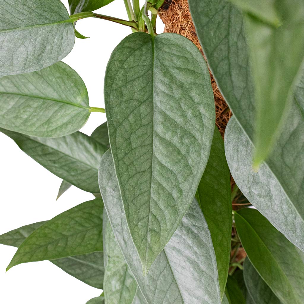 cebu blue pothos on moss pole Epipremnum pinnatum - Cebu Blue Pothos - Moss Pole