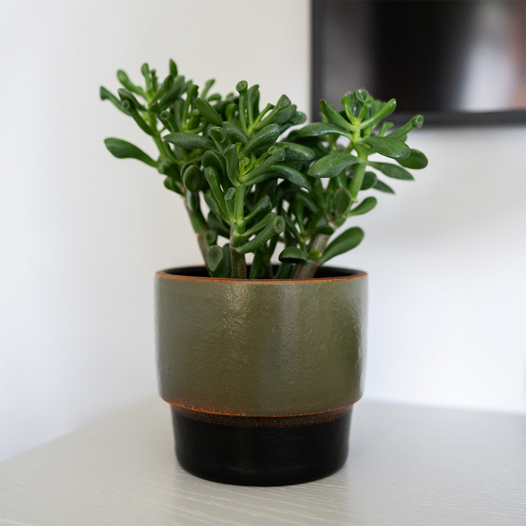 Erik Plant Pot - Olive & Crassula ovata Gollum - Jade Plant in shade