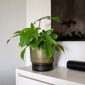 Erik Plant Pot - Olive & Philodendron Houseplant