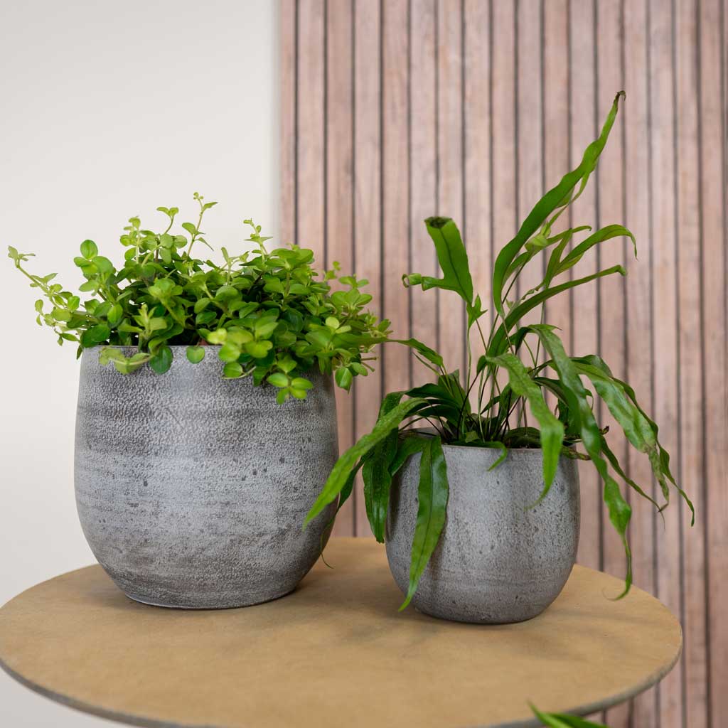 large indoor plant pots uk Esra Plant Pot - Mystic Grey - Quality Indoor Plant Pots | Hortology