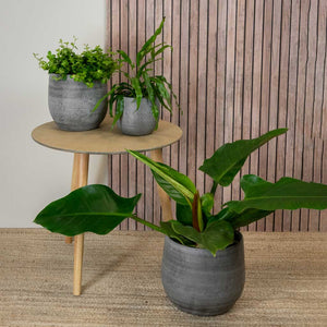 Esra Plant Pots - Mystic Grey With Philodendron Houseplant