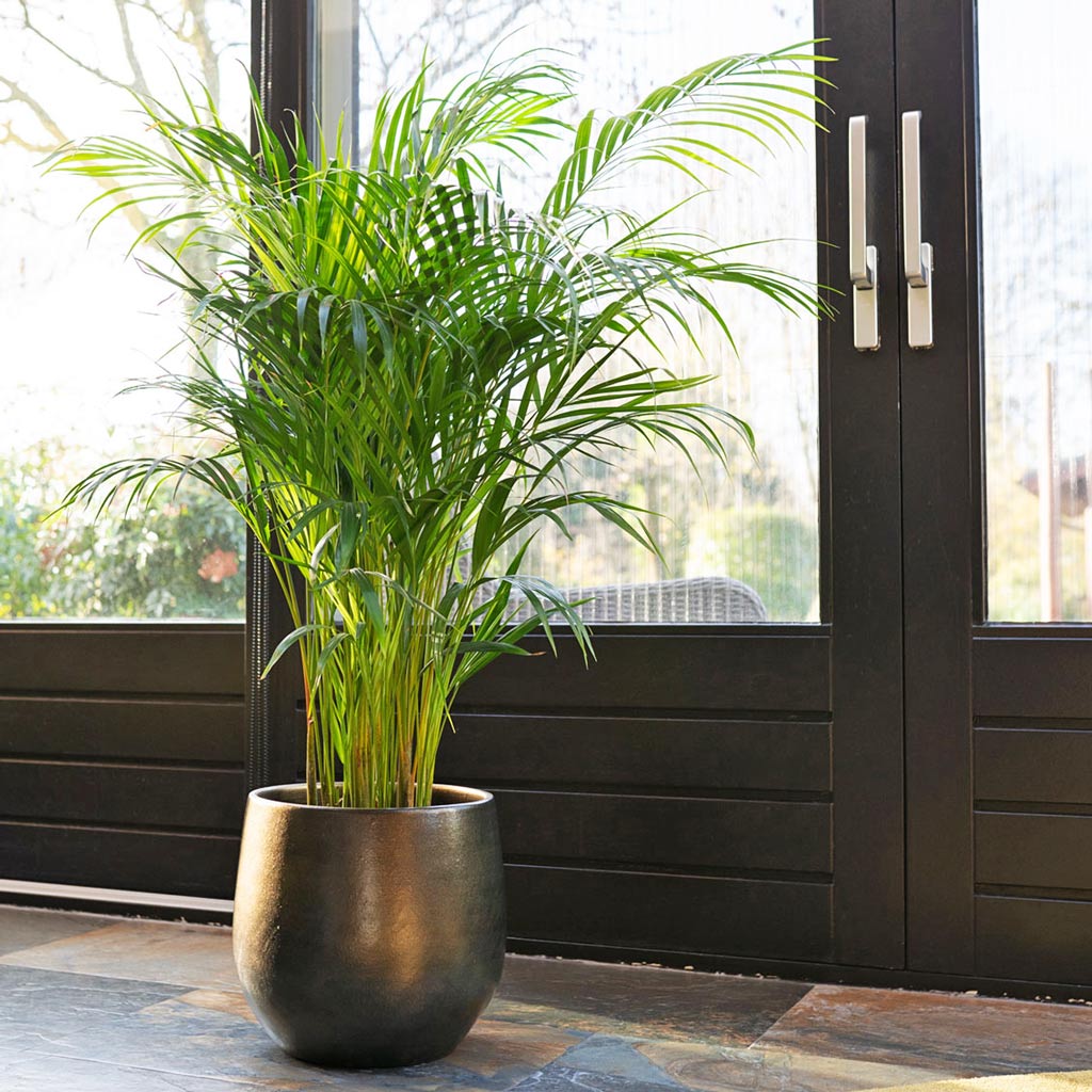 Areca Palm In Esra Shiny Green Plant Pot 