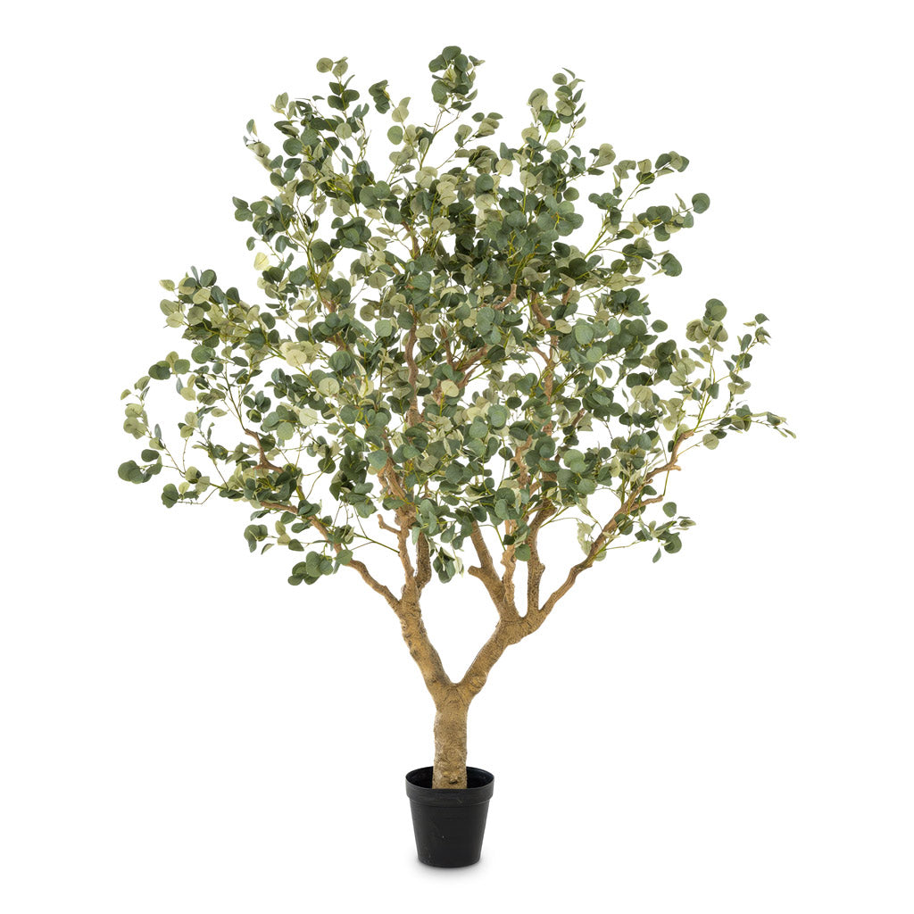Eucalyptus Botanic Tree Potted Artificial 240cm