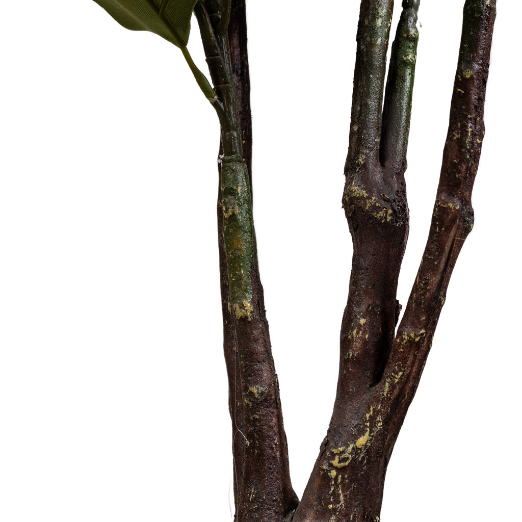 Eucalyptus Tree Artificial Close Up Of Trunk