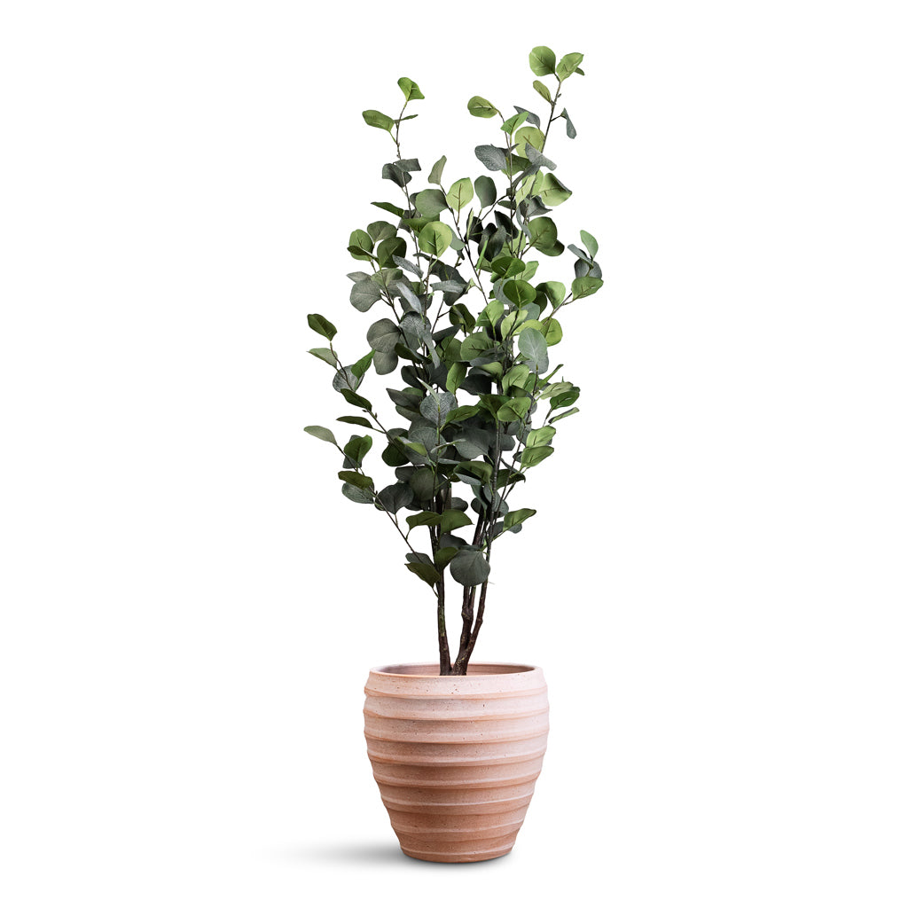 Eucalyptus Tree Artificial In Beatrice Pot Terracotta