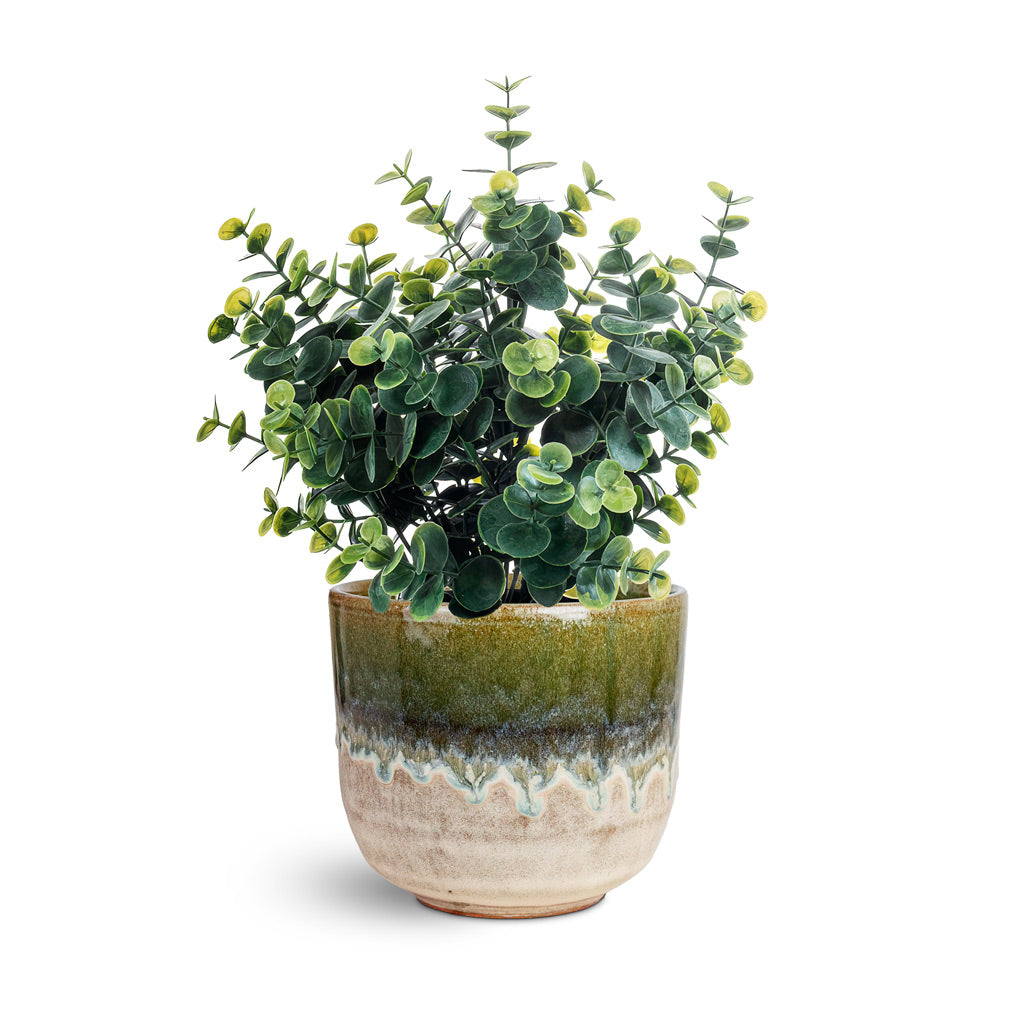 Eucalyptus bush green grey 30cm in black pot house plant in Rowe Glaze Pot Olive Wash 14.5x13cm