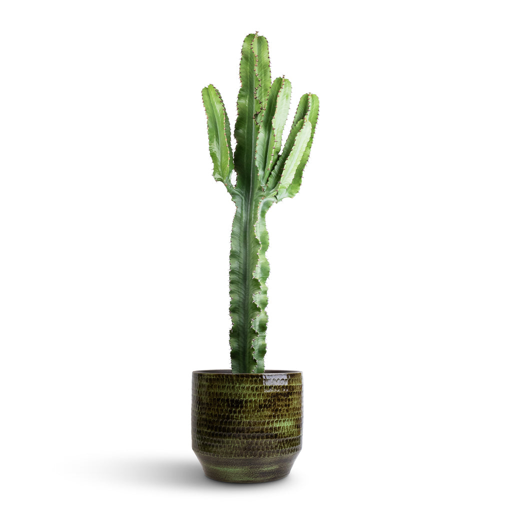 Euphorbia erytrea - Desert Cactus &amp; Sanna Plant Pot - Moss Green