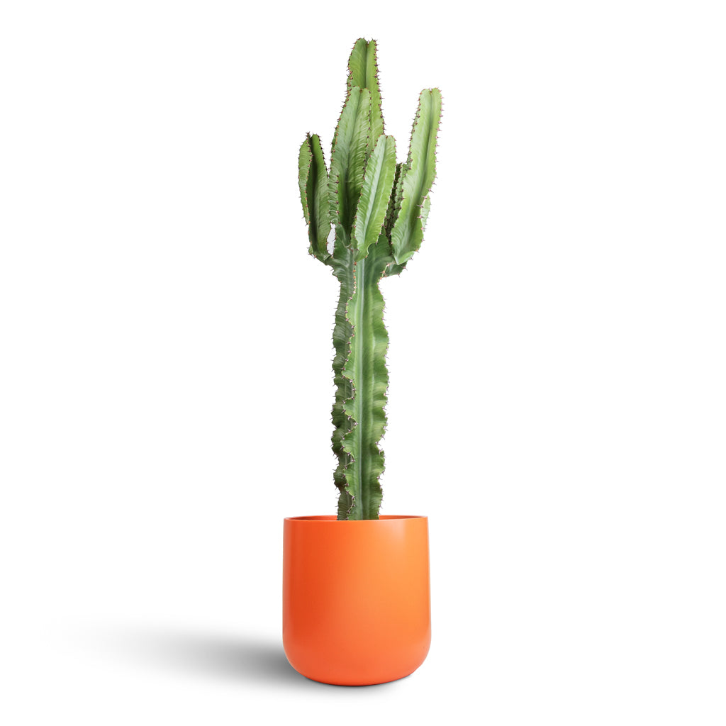 Euphorbia erytrea - Desert Cactus & Lisbon Plant Pot - Coral