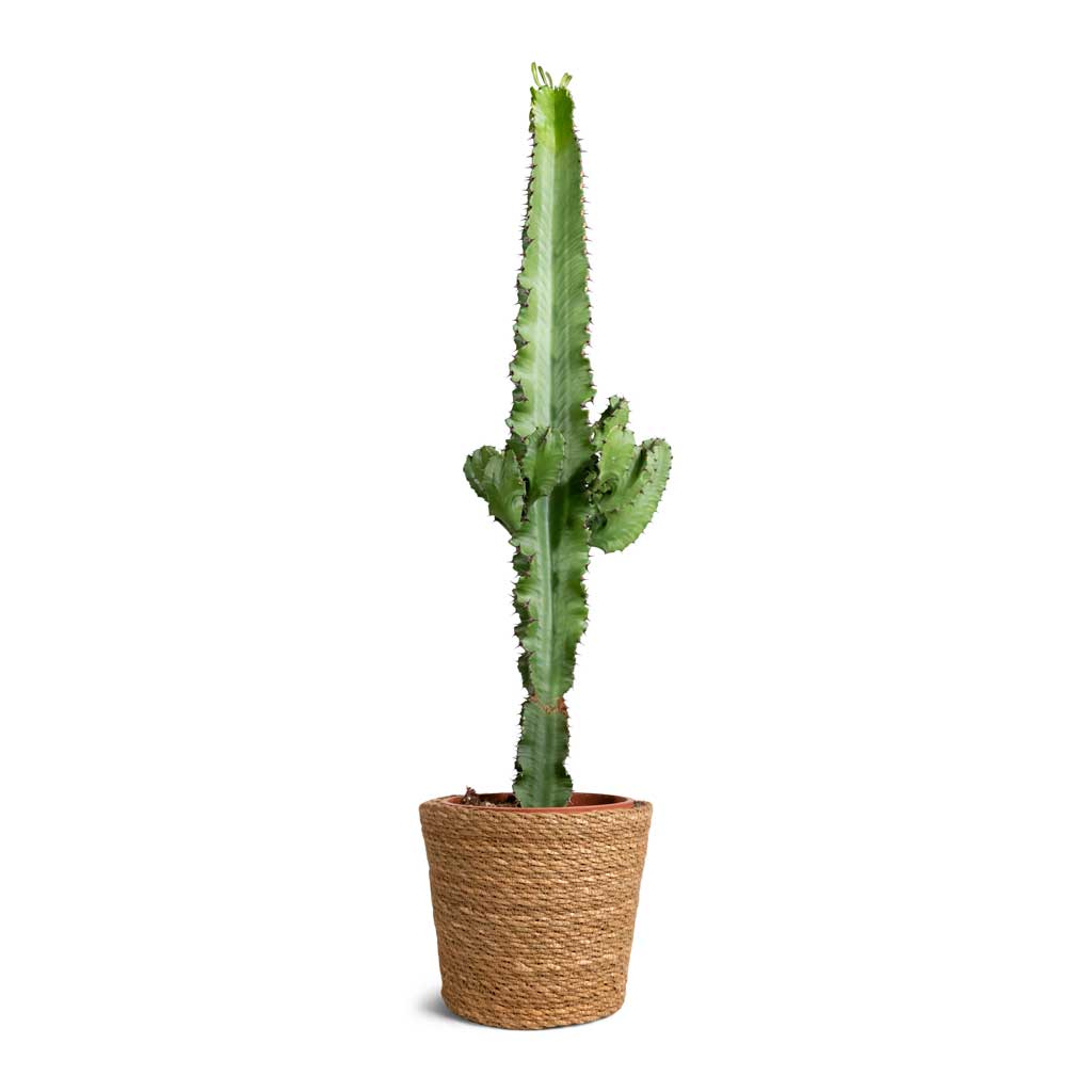 Euphorbia erytrea - Desert Cactus & Igmar Plant Basket - Natural