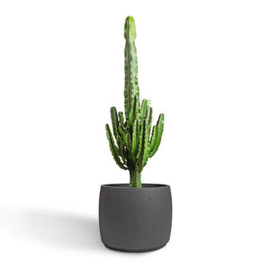 Euphorbia erytrea - Desert Cactus & Mini Valerie Plant Pot - Black Washed