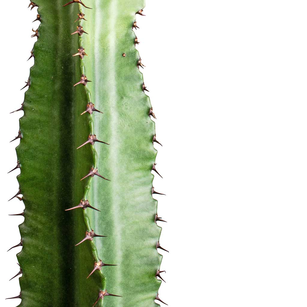 Euphorbia erytrea - Desert Cactus Stem
