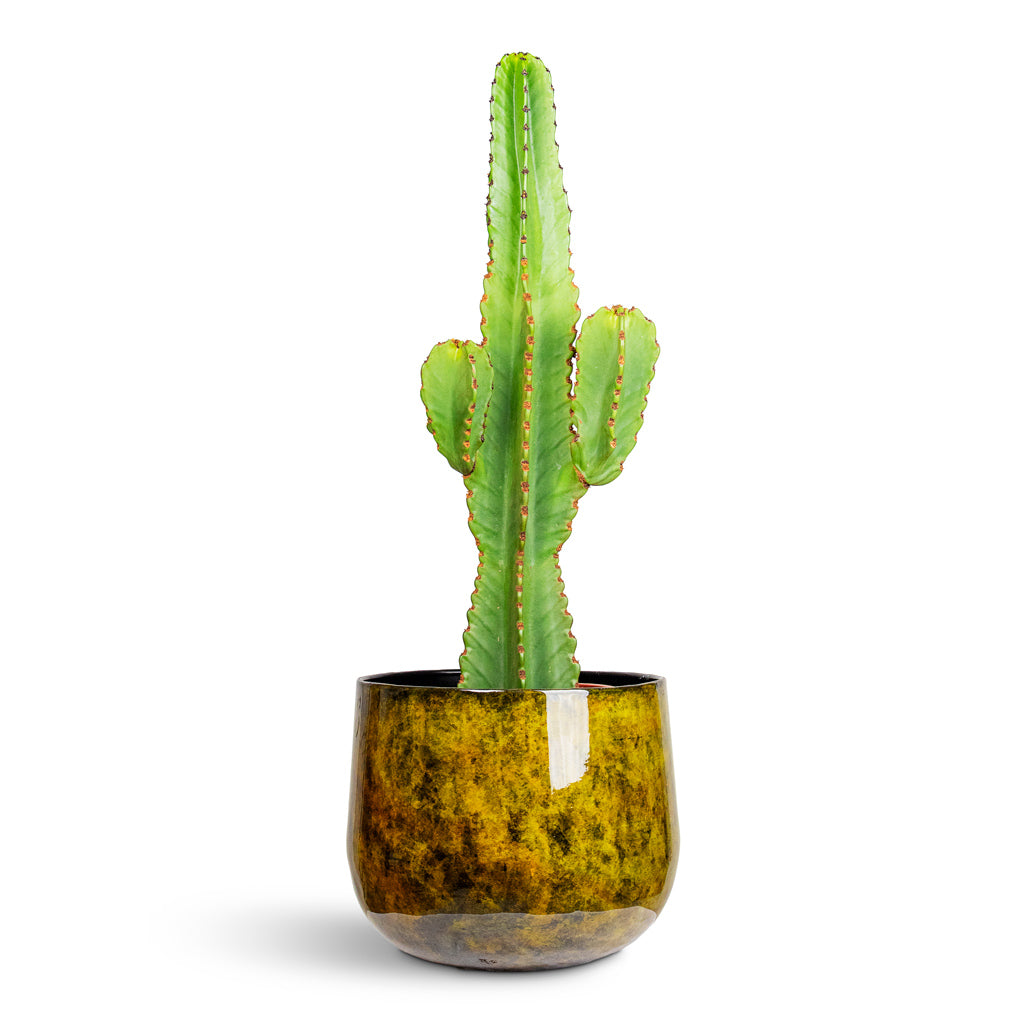 Euphorbia ingens Candelabra Tree 20x80cm House Plant in Emmie Metal Pot Mystic Yellow 31x25cm