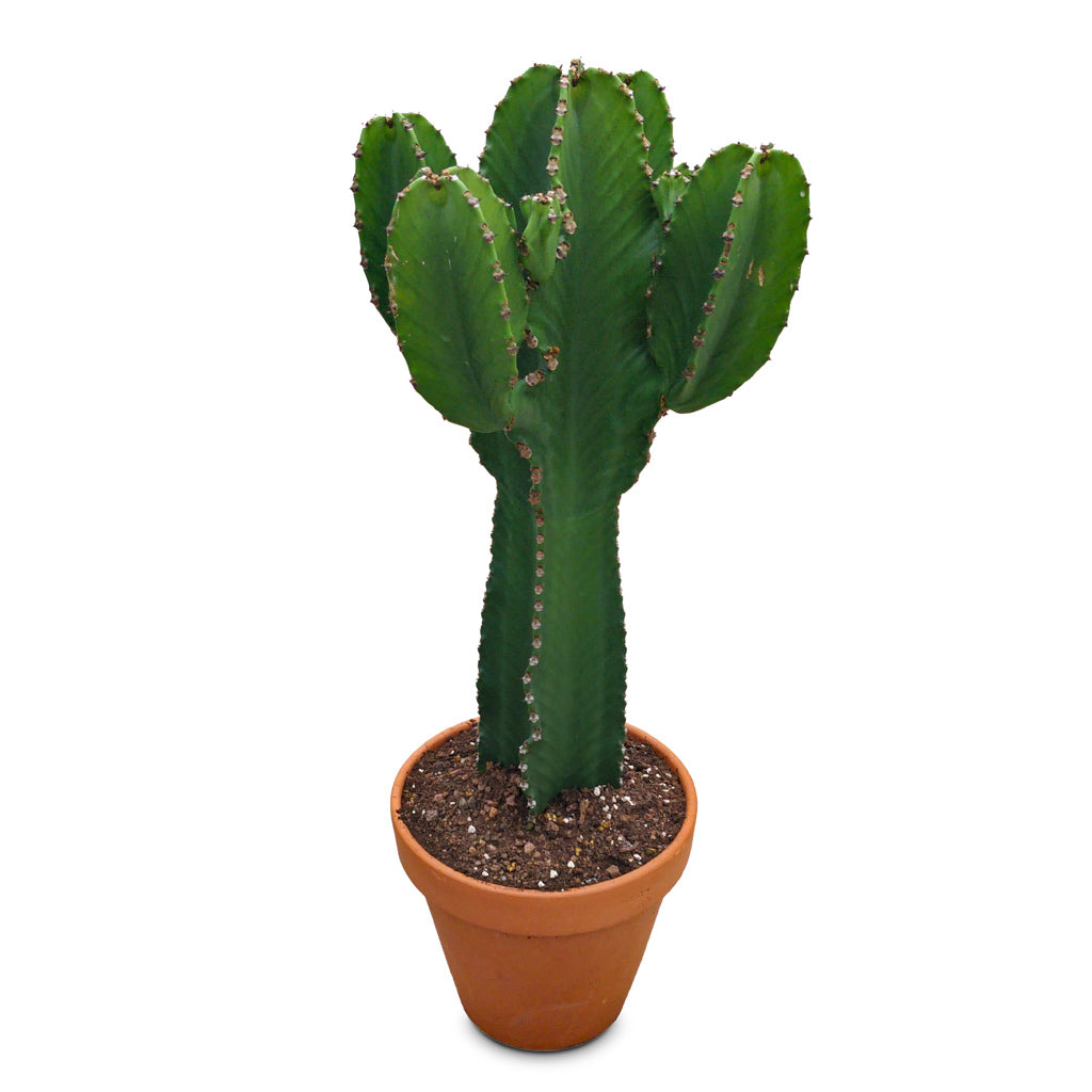 Euphorbia ingens Candelabra Tree 31x85cm