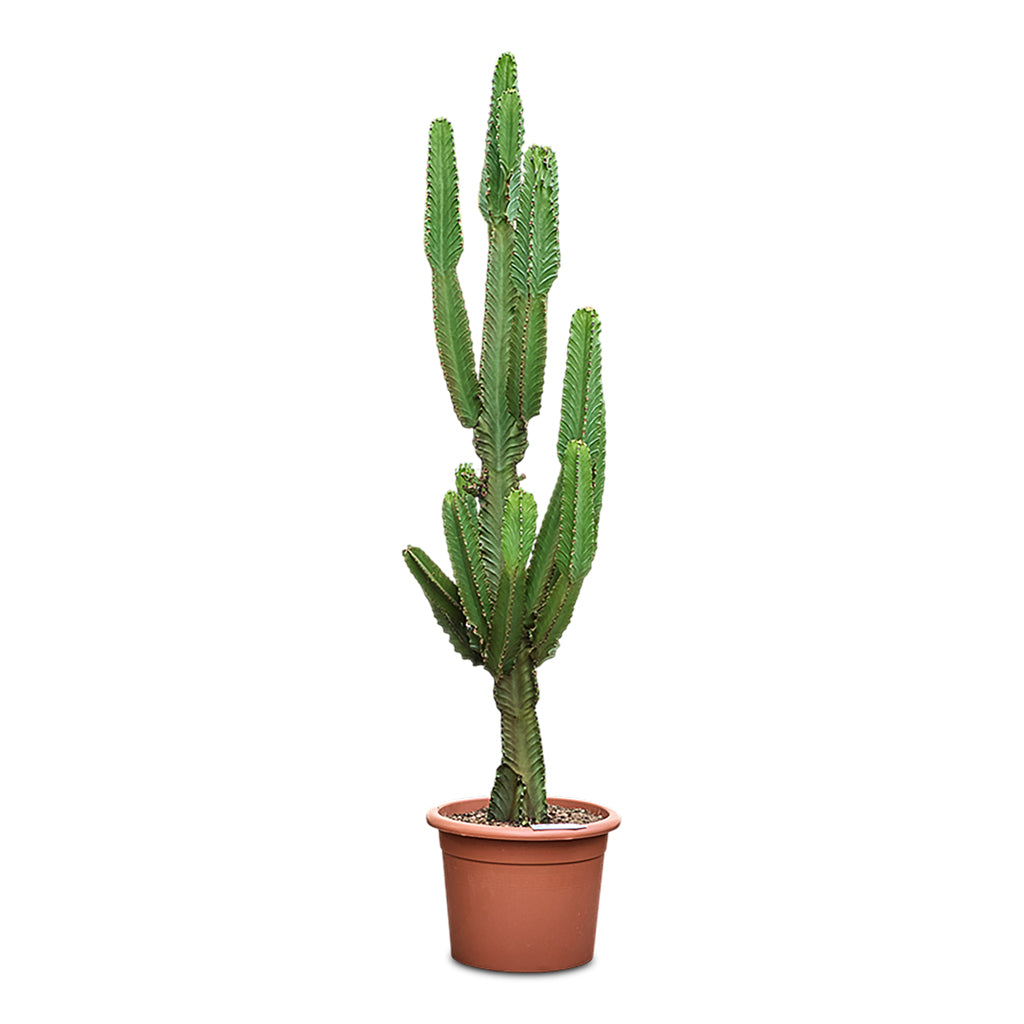 Euphorbia ingens Candelabra Tree 40x190cm