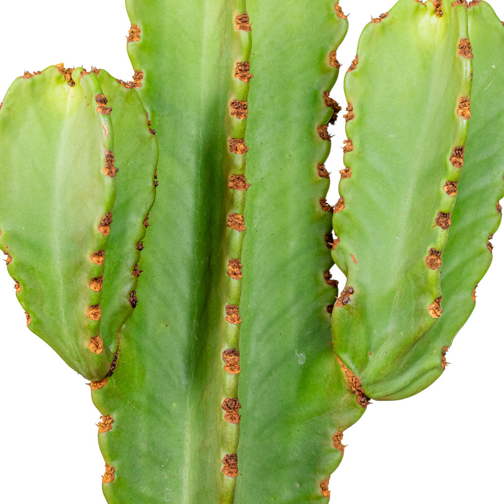Euphorbia ingens Candelabra Tree Close up
