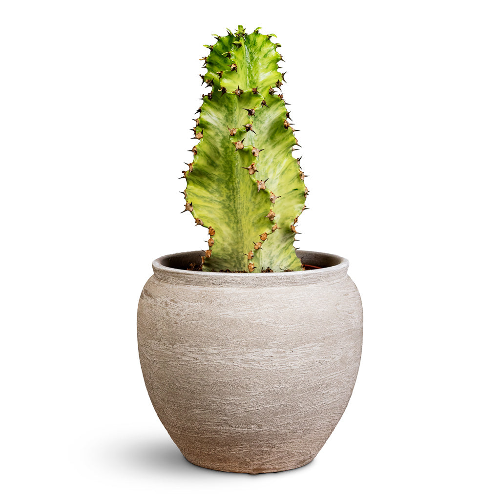 Euphorbia ingens Marmorata 17x50cm House Plant In Milos Pot Lunar 20x22cm