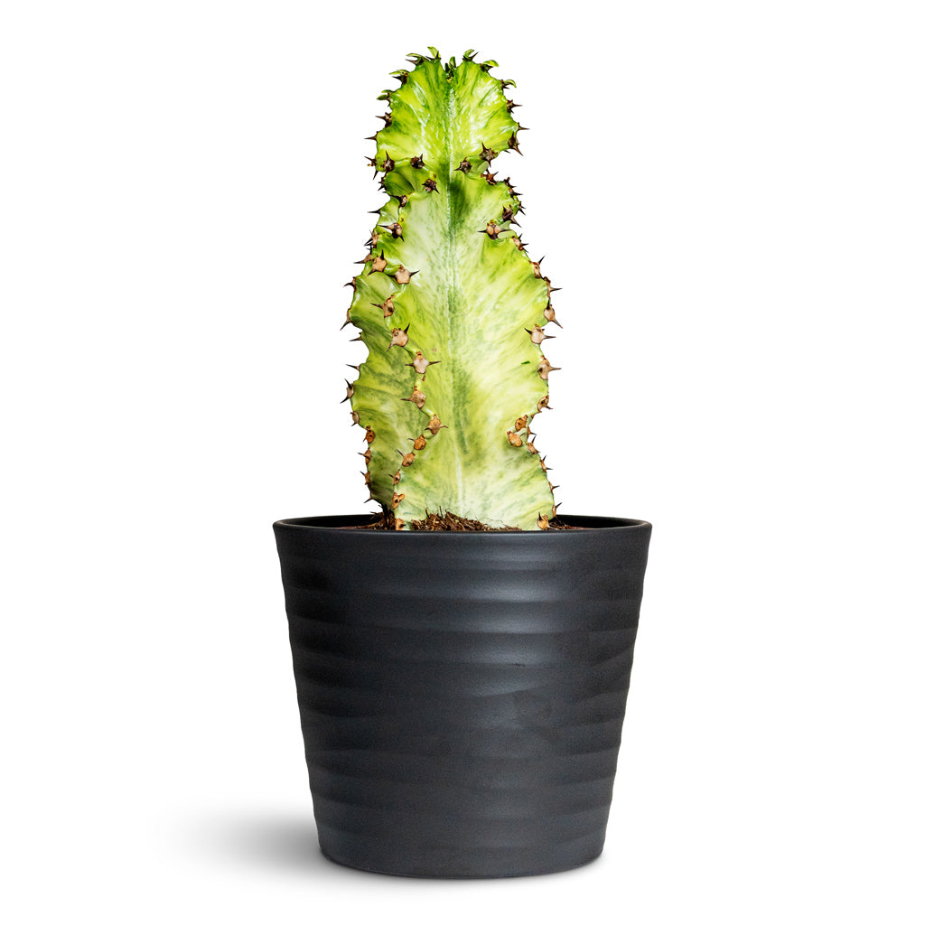 Euphorbia ingens Marmorata 17x50cm House Plant in Oslo Pot Anthracite 19.5x17cm