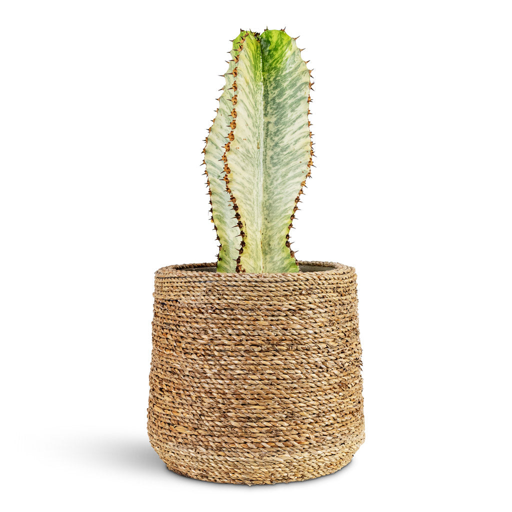 Euphorbia ingens Marmorata 17x50cm House Plant In Patt Pot Straw Grass 25x22cm