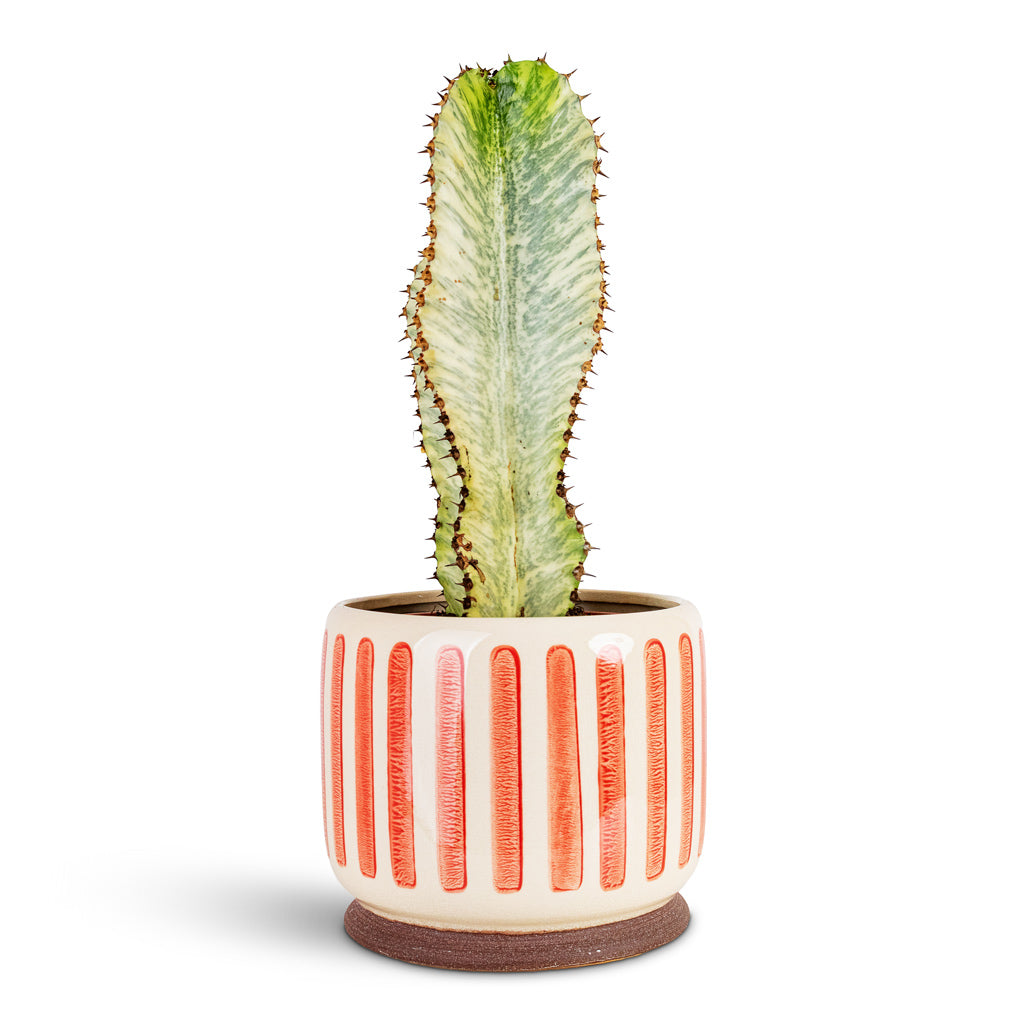 Euphorbia ingens Marmorata 17x50cm House Plant In Stripe Pot Red 21x18cm