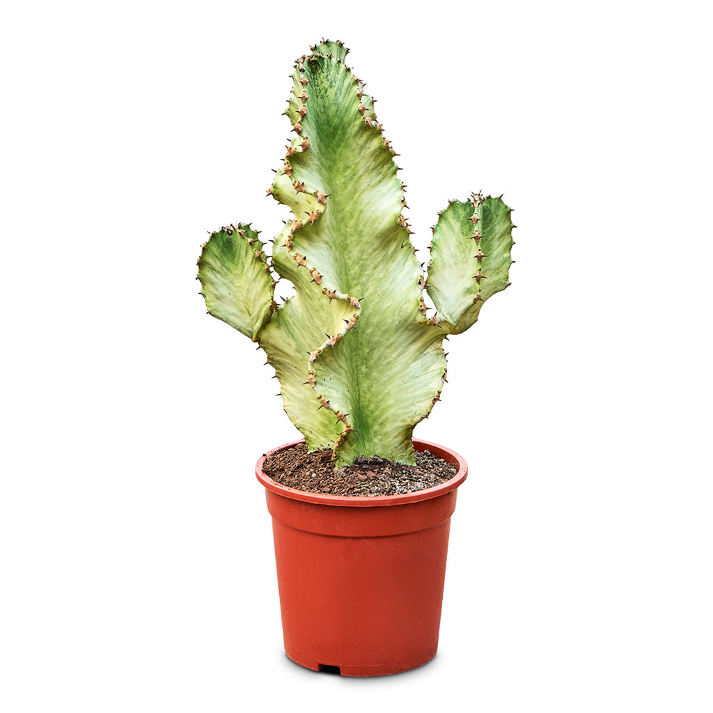 Euphorbia ingens Marmorata 21x60cm