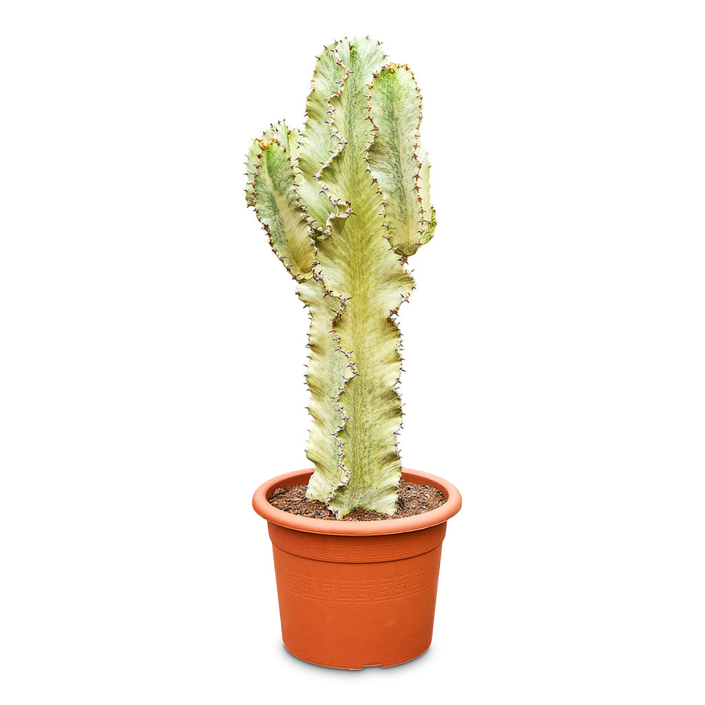 Euphorbia ingens Marmorata 21x60cm
