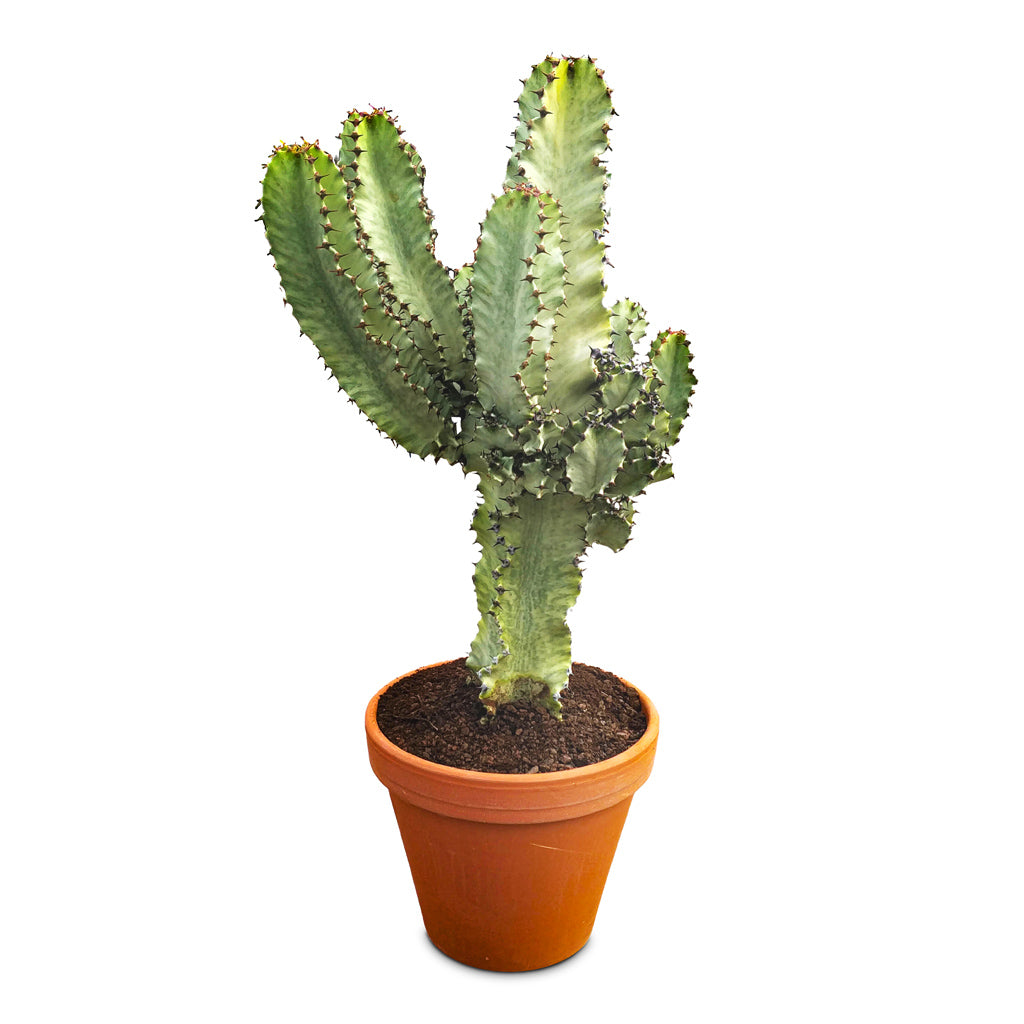 Euphorbia ingens Marmorata 27x75cm