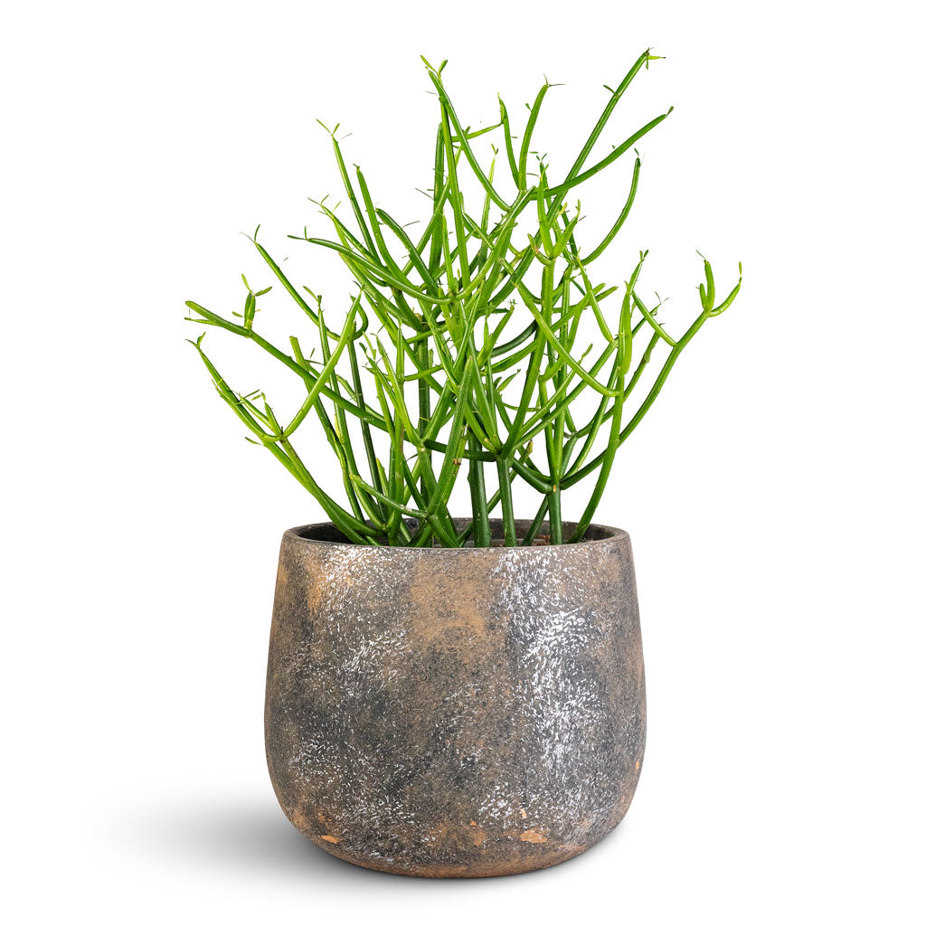 pencil cactus growth rate Euphorbia tirucalli - Pencil Cactus Indoor Plant | Hortology