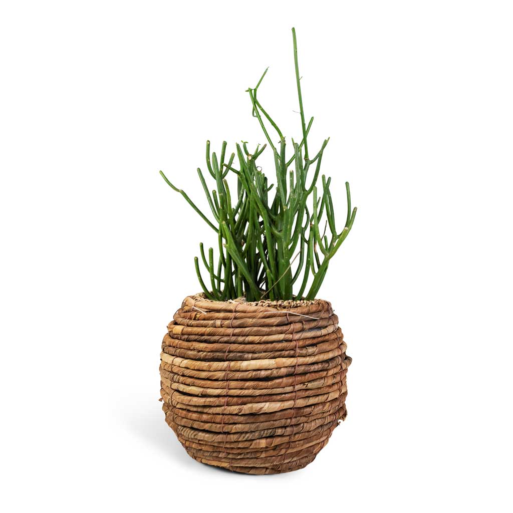 Euphorbia tirucalli - Pencil Cactus & Lida Plant Basket - Natural