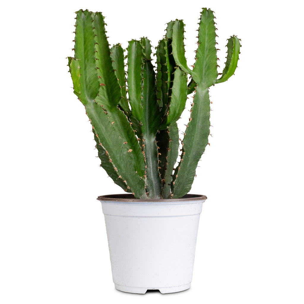 Euphorbia triangularis - 14cm