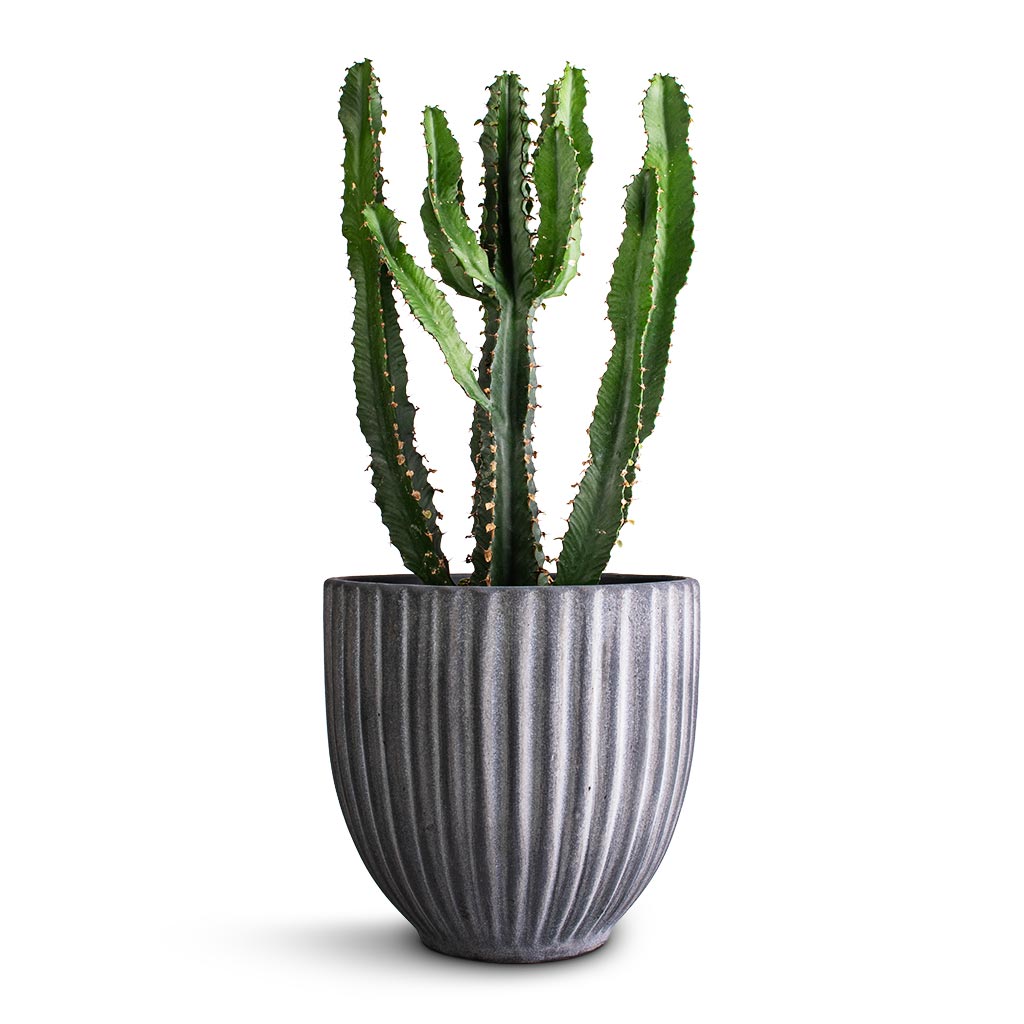 Euphorbia triangularis & Lagos Plant Pot - Anthracite