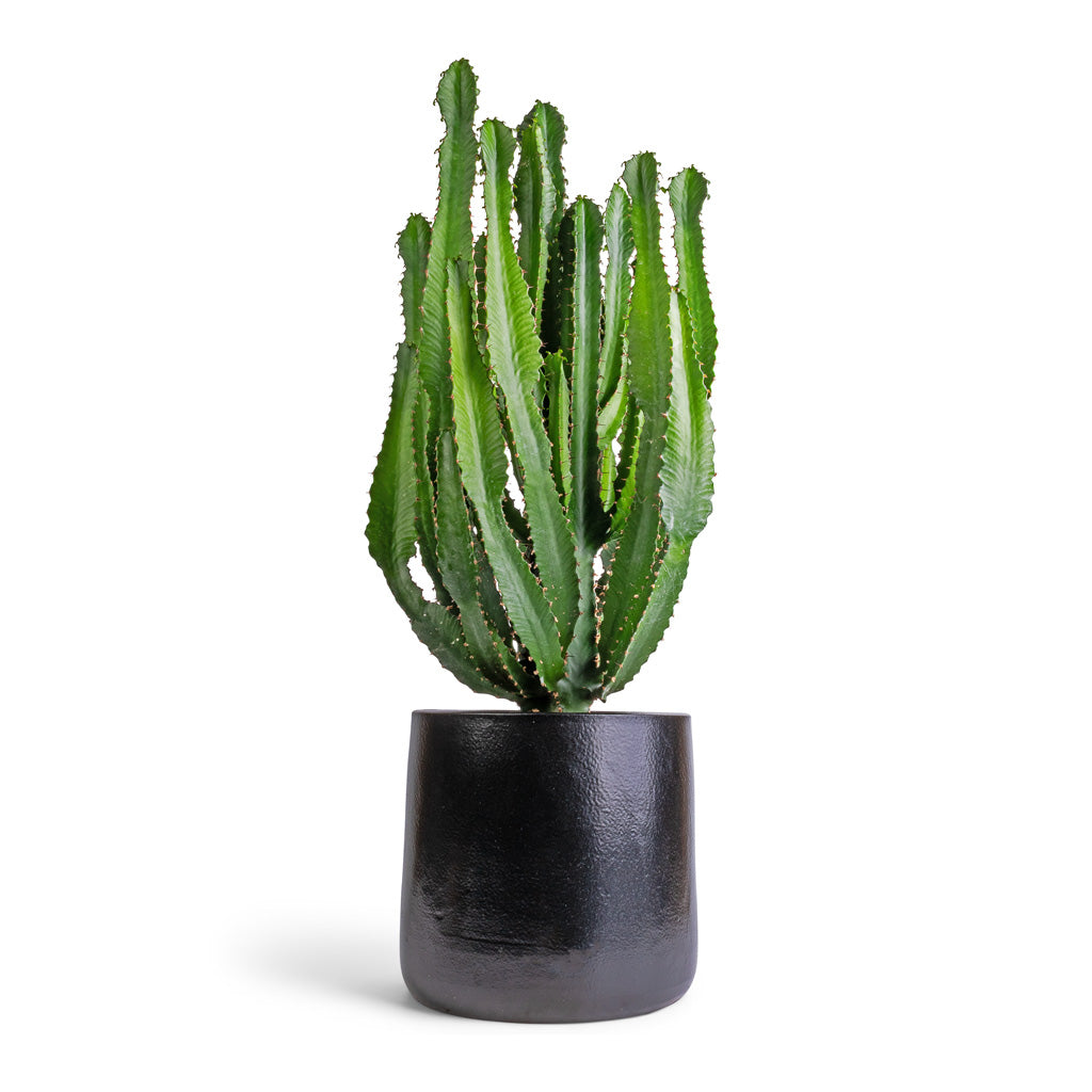 Euphorbia triangularis & Akemi Plant Pot - Carbon Black