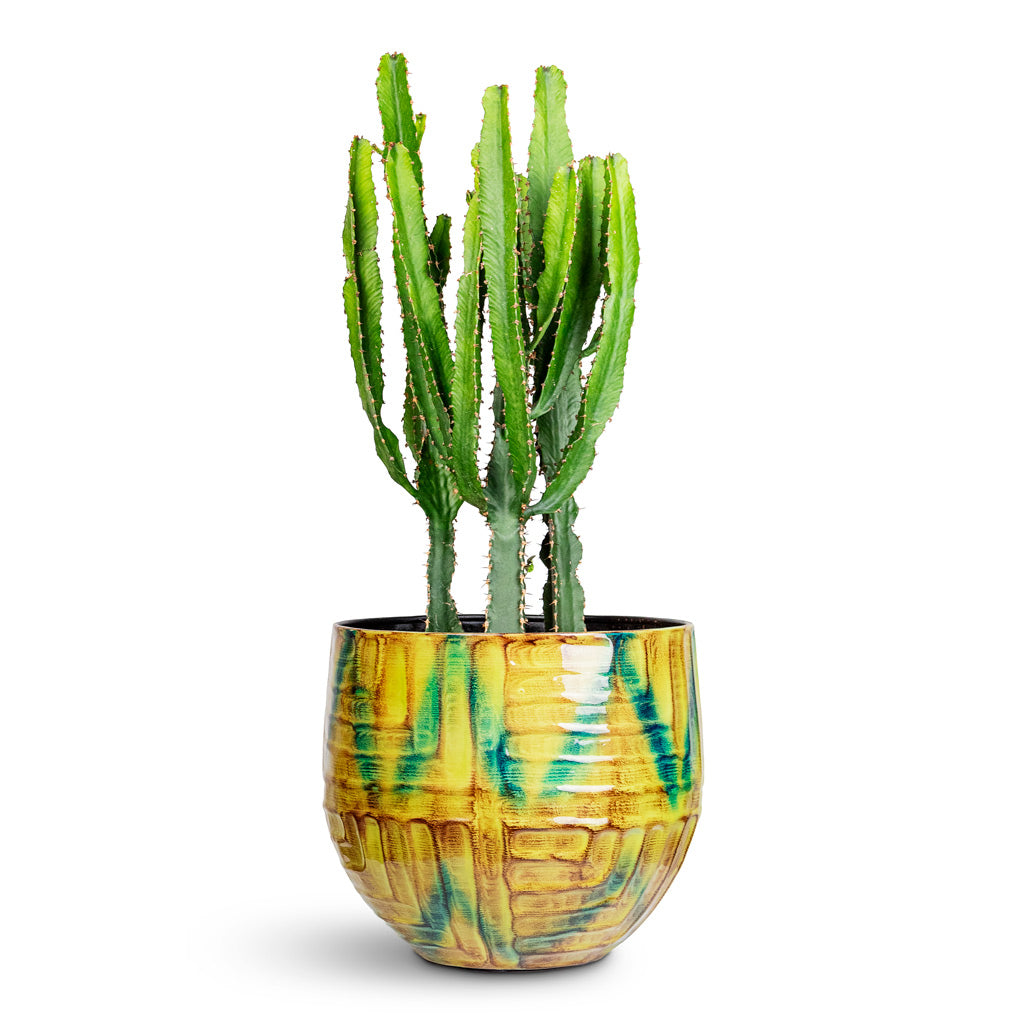 Euphorbia triangularis 17x40cm house plant in  Mette Metal Pot Marrakesh 25x22cm