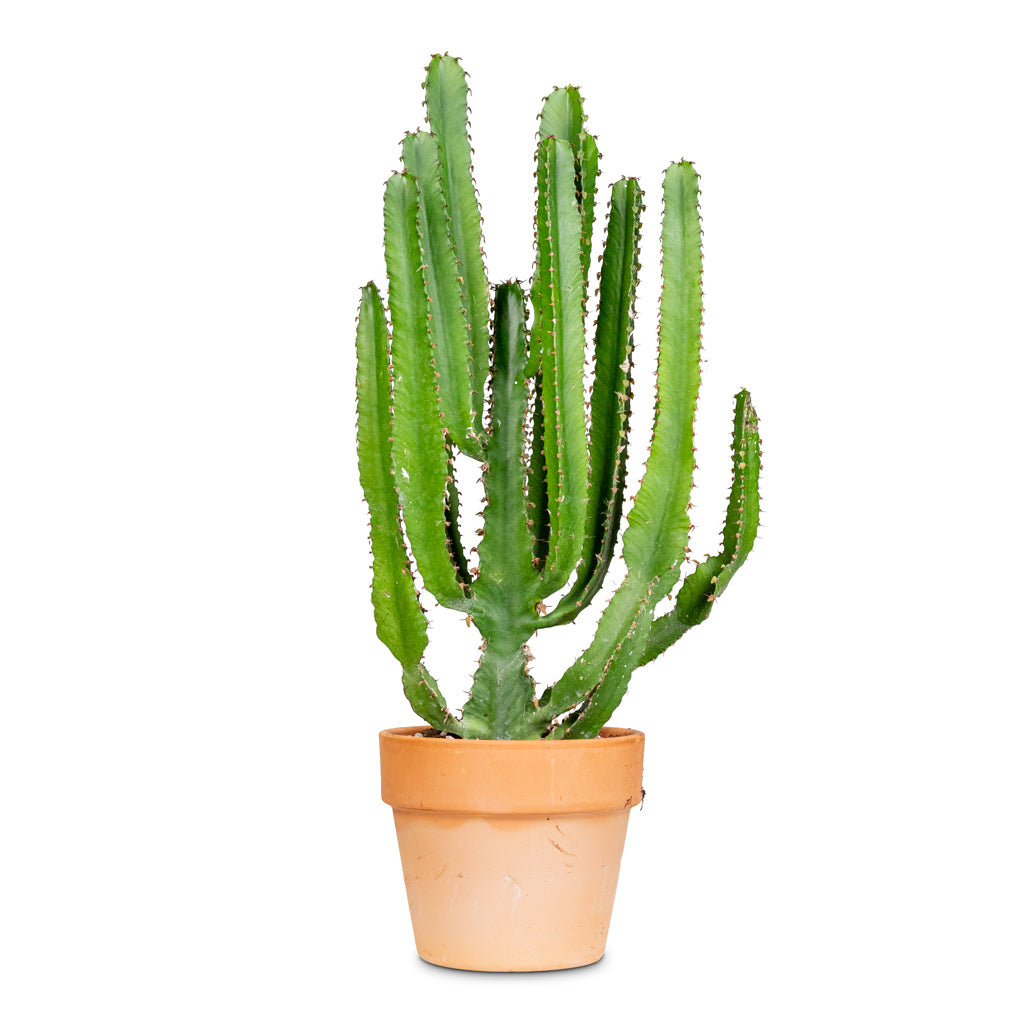 Euphorbia triangularis