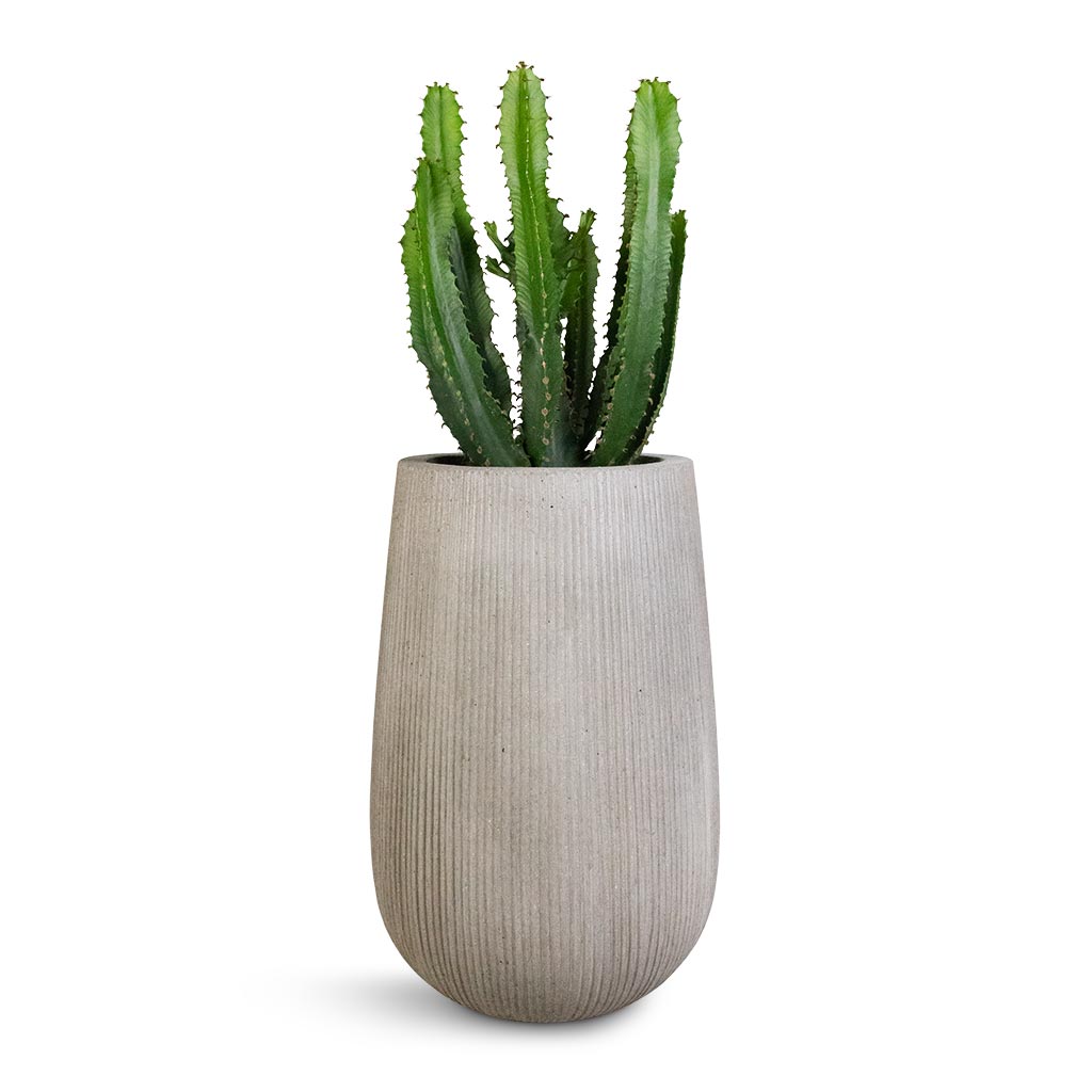 Euphorbia triangularis & Patt High Plant Vase - Ridged Cement