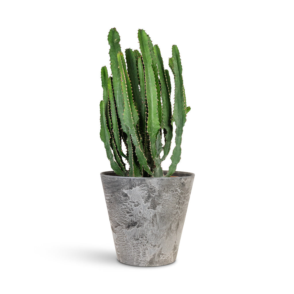 Euphorbia triangularis 24x60cm House plant in Claire Artstone Pot Grey 27x24cm