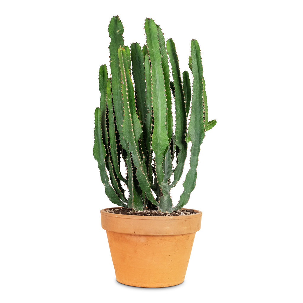 Euphorbia triangularis 24x60cm