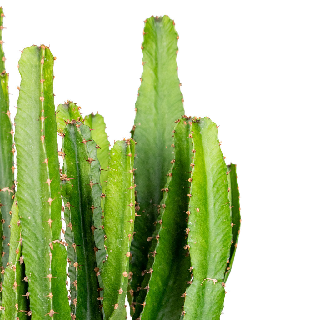 Euphorbia triangularis