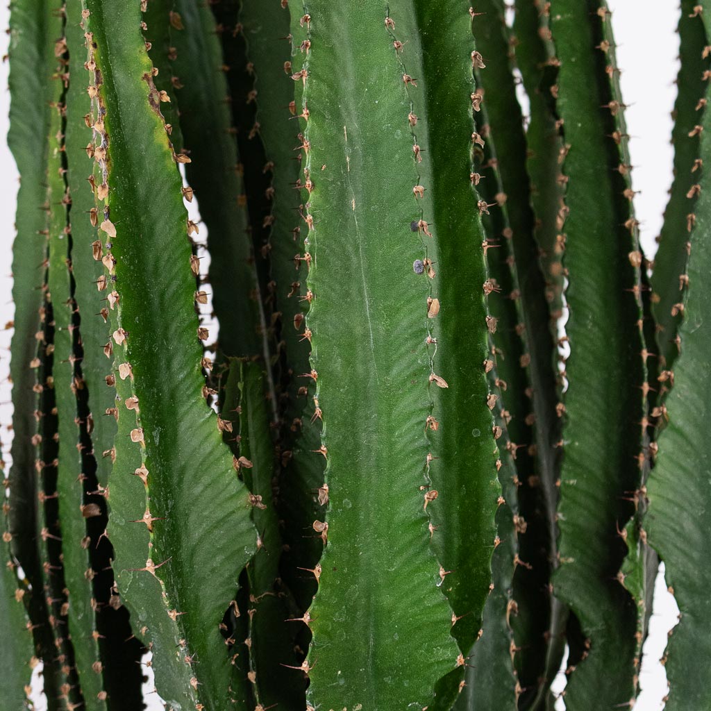 Euphorbia triangularis & Babet Plant Pot - Camel