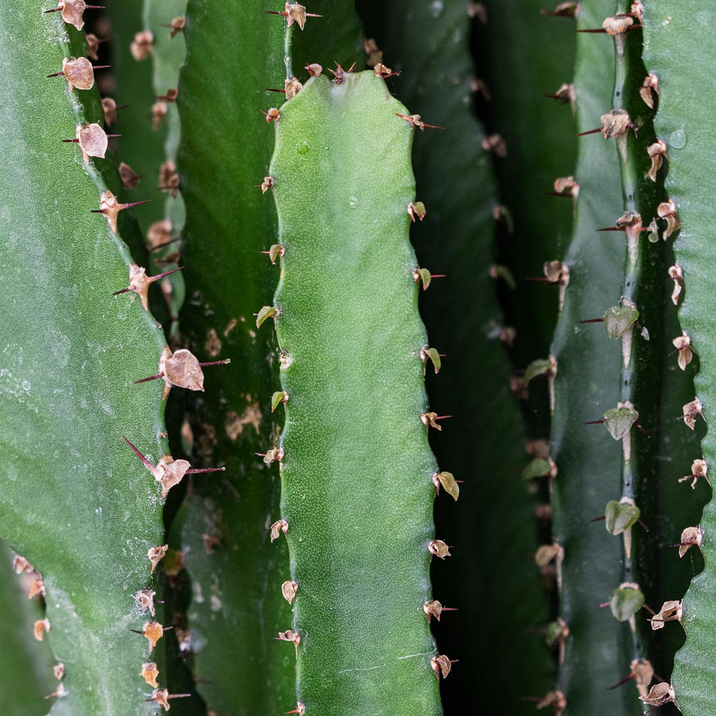 Euphorbia triangularis Close up
