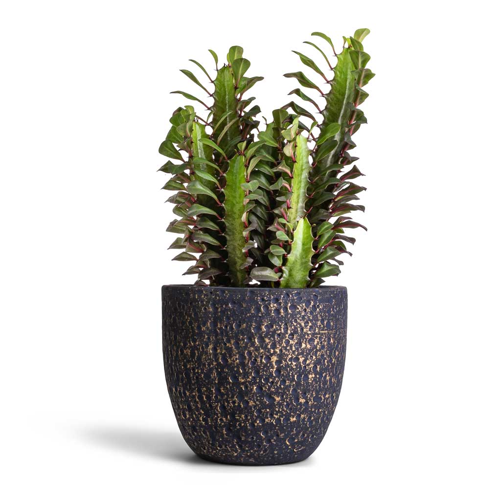 Euphorbia trigona rubra - African Milk Tree & Rinca Plant Pot - Shiny Black