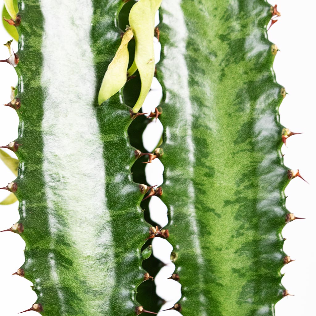 Euphorbia trigona African Milk Tree Close up